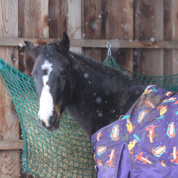 pension simple denalie cheval harmonie