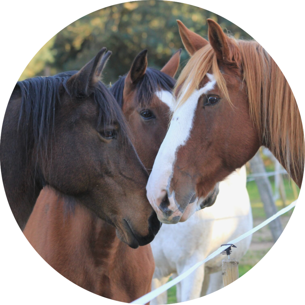 Pension chevaux Peyre en Aubrac